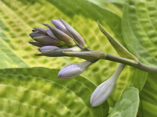 Close-up of a purple bud surrounded by green leaves with distinctive patterns, Niederhollabrunn