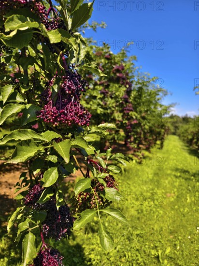 Lush elderberry bushes against a clear blue sky in a rural setting, Niederhollabrunn Weinviertel