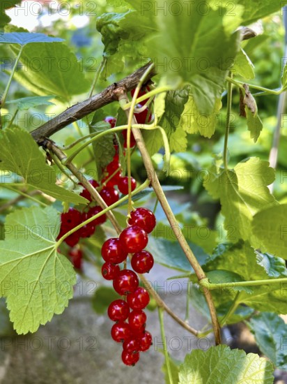 Red currant, currant, fruit, nutrition, food, nature, plant, plants, fruit, berry, food, healthy,