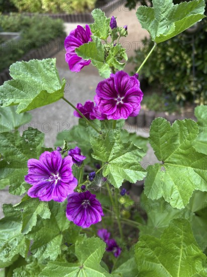 Mauritanian mallow, Malva sylvestris, plant, plants, perennial, perennials, natural medicine, dark