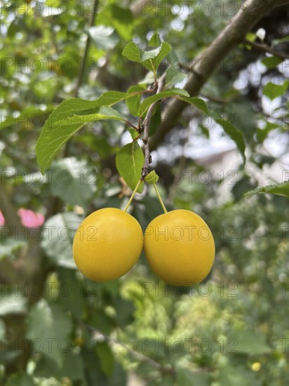 Mirabelle, mirabelle plum, mirabelle tree, plum variety, plant, plants, nature, food, fruit,