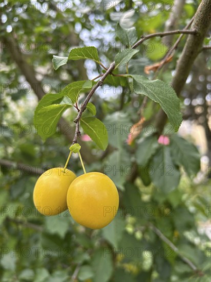 Mirabelle, mirabelle plum, mirabelle tree, plum variety, plant, plants, nature, food, fruit,