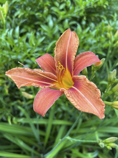 Daylily, hemerocallis, daylily, daylily family, plant, plants, flower, flowers, garden, garden