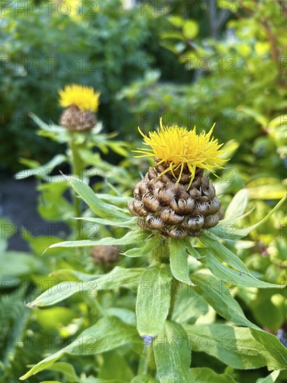 Giant knapweed, Centaurea macrocephala, perennial, yellow, bloom, blooms, blooming, garden,