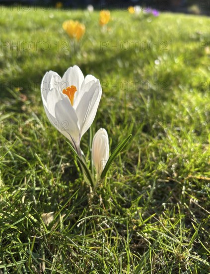 Crocus, blossom, flower, plant, plants, crocuses, crocus, ornamental plant, spring, spring