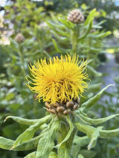 Giant knapweed, Centaurea macrocephala, perennial, perennials, yellow, yellow, blossom, blossoming,