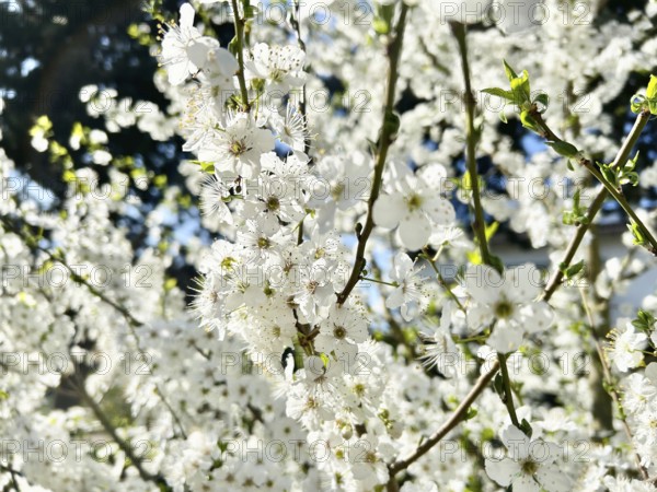 Mirabelle plum blossom, blossom, blossoming, blossoming, plant, umbel-like, spring, fruit, white,