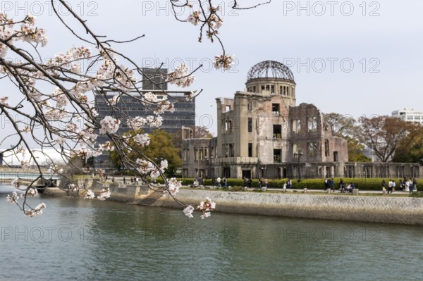Blossoming cherry tree, Sakura, behind it the ruins of the Atomic Bomb Dome, landmark, UNESCO World