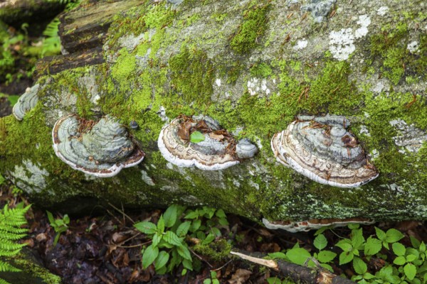 Tree trunk in the forest overgrown with moss and mushrooms, surrounded by green foliage,