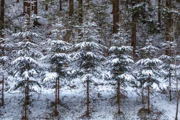 Snow-covered fir trees in a dense forest create a peaceful winter atmosphere, Kamptal Waldviertel