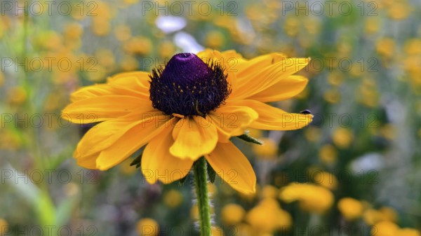 Close-up of a yellow coneflower with a blue centre against a blurred background, Lower Austria