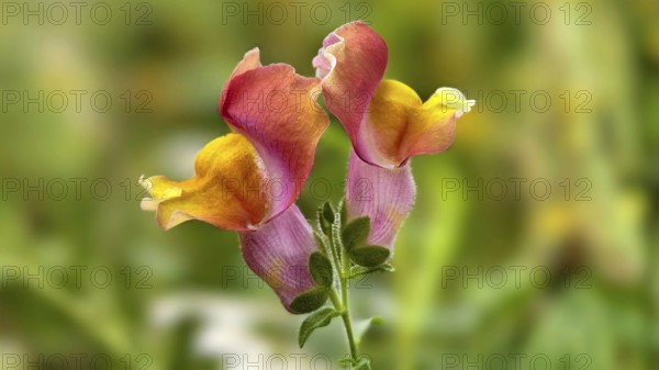Two colourful snapdragon flowers in close-up in front of a blurred background, Lower Austria