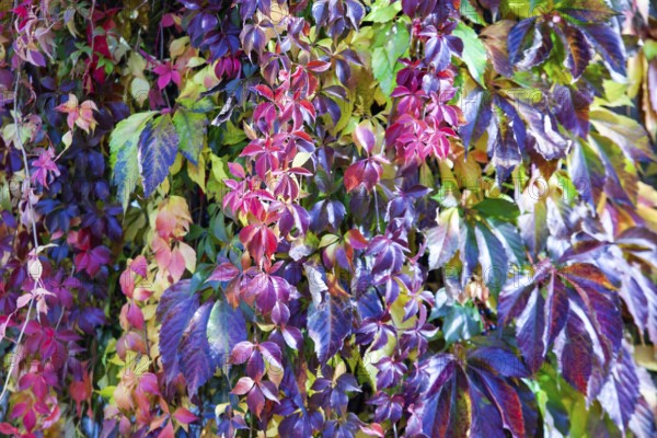 Various colourful leaves hang close together, mainly in autumnal tones, Lower Austria Austria