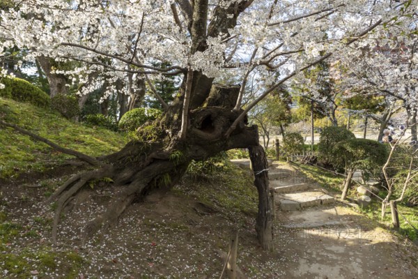 Shukkei-en with blossoming cherry trees along the path, sakura in spring, historical Japanese