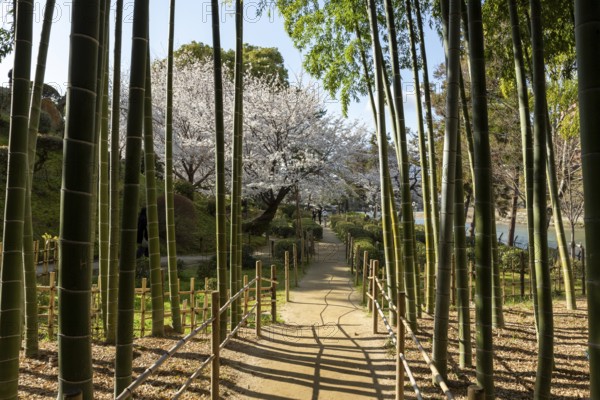 Shukkei-en with blossoming cherry trees, Sakura, and path through a bamboo grove in spring,