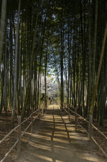 Shukkei-en with blossoming cherry trees, Sakura, and path through a bamboo grove in spring,