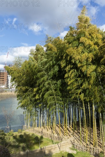 Shukkei-en with path through a bamboo grove in spring, historical Japanese strolling garden,
