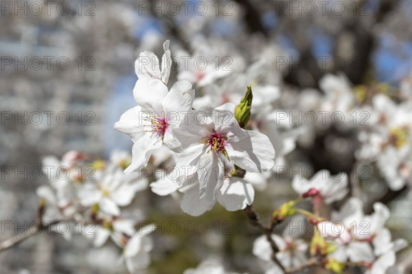 Close-up, blossoming cherry trees, sakura, spring in Shukkei-en, historical Japanese strolling