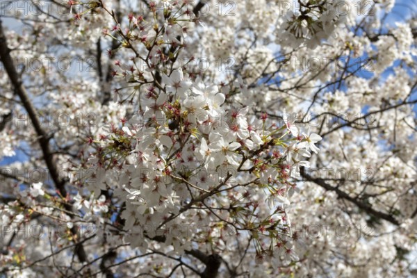 Blossoming cherry trees, sakura, spring in Shukkei-en, historical Japanese strolling garden,