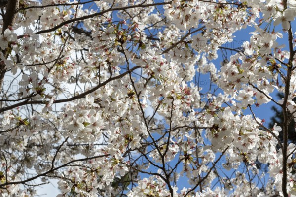 Blossoming cherry trees, sakura, spring in Shukkei-en, historical Japanese strolling garden,