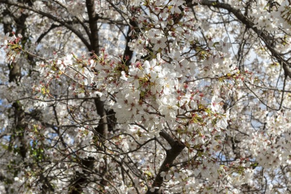 Blossoming cherry trees, sakura, spring in Shukkei-en, historical Japanese strolling garden,