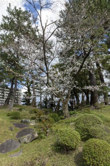 Green plants and blossoming cherry trees, sakura, spring in Shukkei-en, historical Japanese