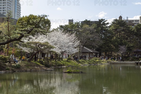 Shukkei-en with blossoming cherry trees, Sakura, Seifukan teahouse and Takuei-chi pond in spring,