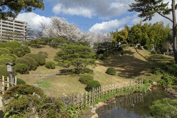 Green plants, cherry trees, sakura, spring in Shukkei-en, historical Japanese garden, Japanese