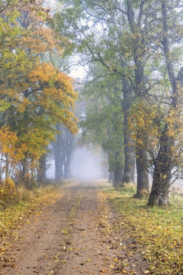 Gravel road lined with trees in beautiful autumn colors on a foggy day in the countryside and