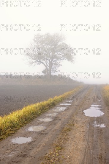Dirt road with potholes on a foggy day in the countryside by a field with a single tree by a stone