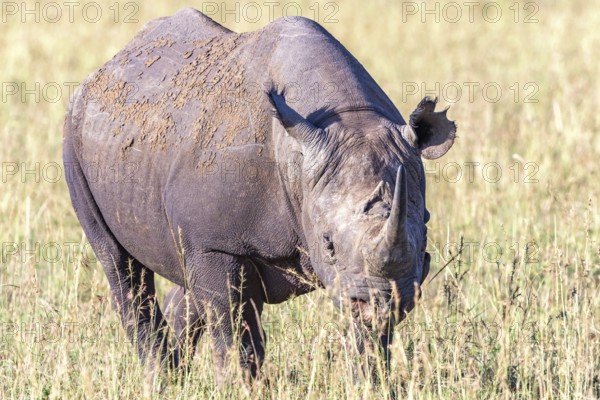Black rhinoceros (Diceros bicornis) grazing on the grass savanna, Narok, Maasai Mara National