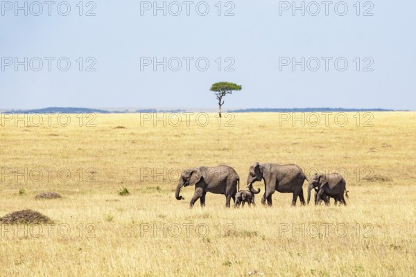 Elephant (Loxodonta africana) family with young calves walking on the African grass savannah with a