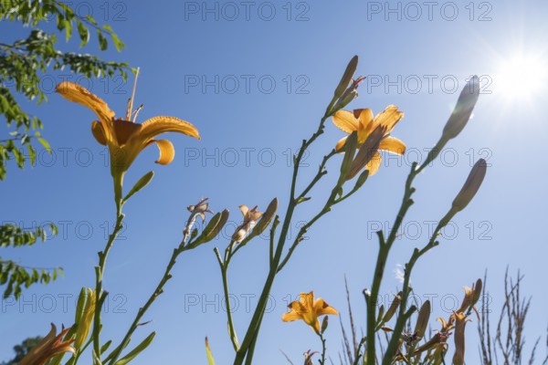 Blooming lilies (Lilium), orange flowers, frog perspective in front of a blue sky, backlight, North