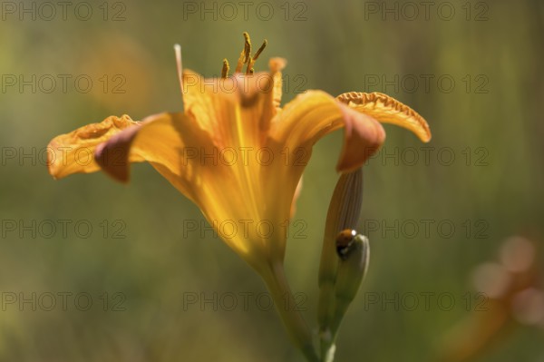Blooming lily (Lilium), orange, close-up, North Rhine-Westphalia, Germany