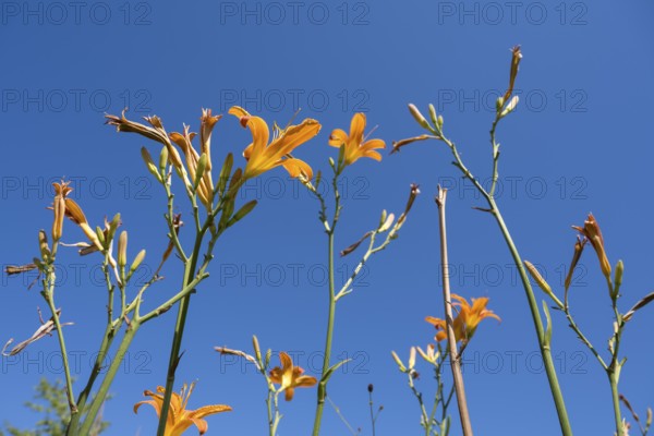 Blooming lilies (Lilium), orange flowers, frog perspective, in front of a blue sky, North