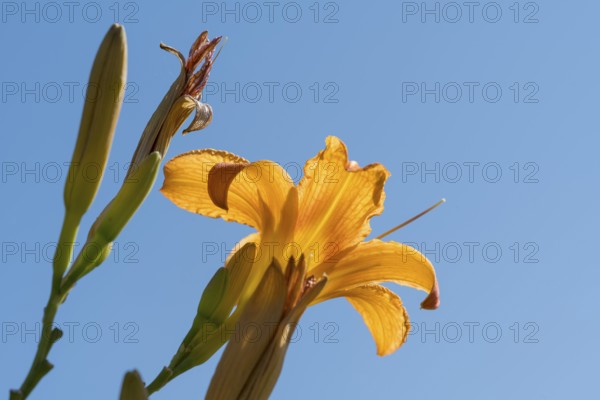 Blooming lily (Lilium), ornage, frog perspective in front of blue sky, close-up, North