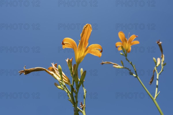 Blooming lilies (Lilium), orange flowers, frog perspective, in front of a blue sky, North