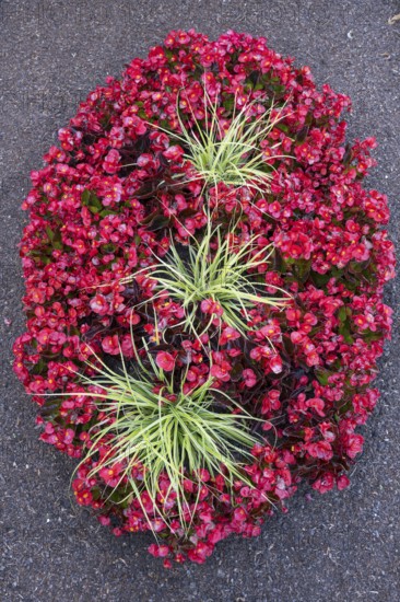 Ice begonias (Begonia x semperflorens-cultforum), Semperflorens begonias, oval bed, North