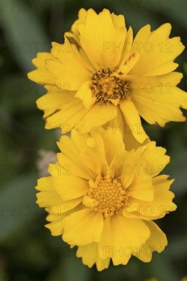 Large-flowered girl's eye (Coreopsis grandiflora), yellow flowers, close-up, North