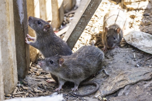 Many cities have a rat problem. The state capital Stuttgart sees itself as a model municipality for