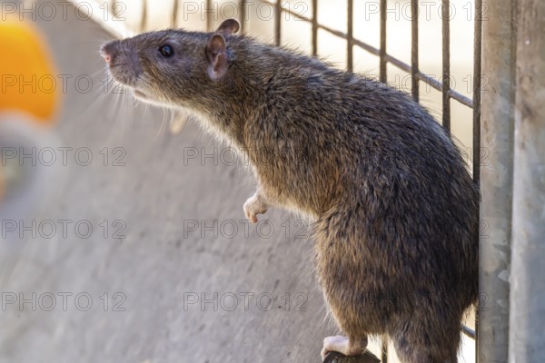 Many cities have a rat problem. The state capital Stuttgart sees itself as a model municipality for
