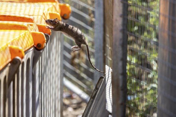 Many cities have a rat problem. The state capital Stuttgart sees itself as a model municipality for