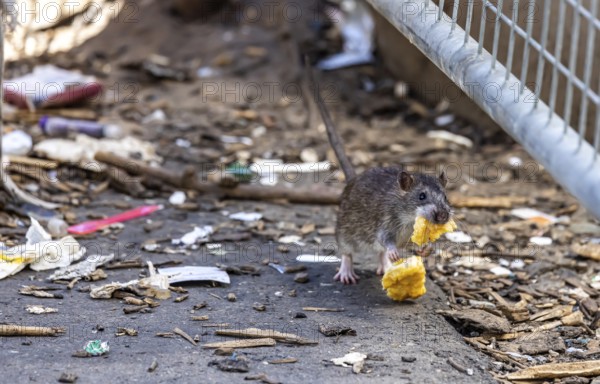 Many cities have a rat problem. The state capital Stuttgart sees itself as a model municipality for