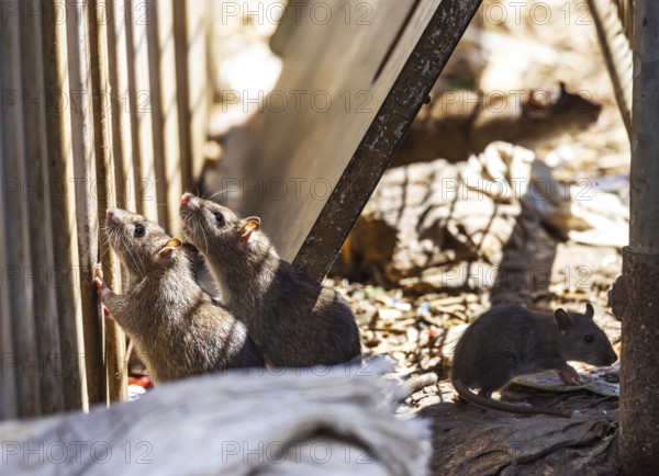 Many cities have a rat problem. The state capital Stuttgart sees itself as a model municipality for