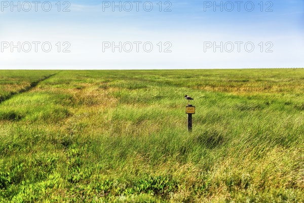 Breeding area, resting area, salt marsh with sign, please do not enter, wading bird, Westerhever,