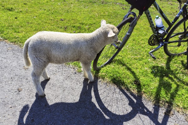 Curious sheep sniffing a bicycle, Westerhever, Eiderstedt, Nordfriesland, Schleswig-Holstein,