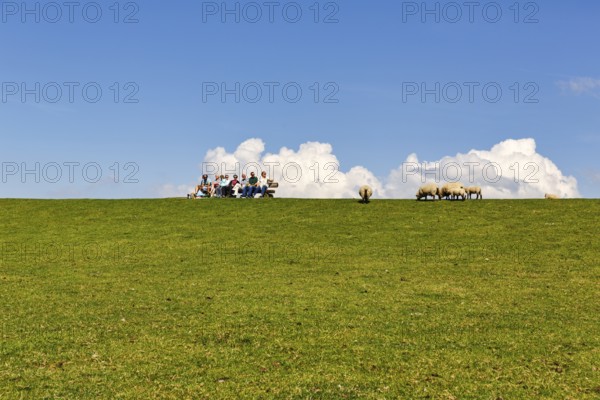 Walkers sitting on bench, sheep grazing on dyke, Cumulus, Westerhever, Eiderstedt, Nordfriesland,