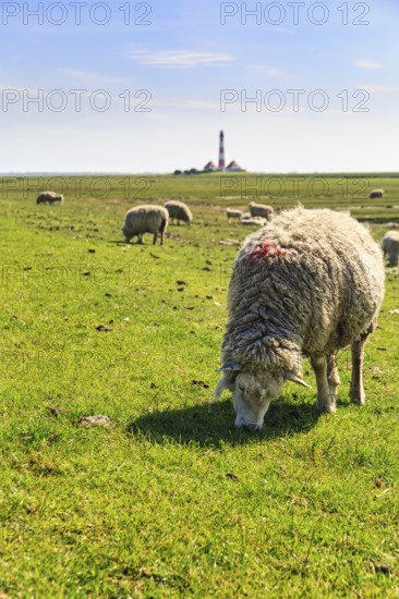 Sheep grazing, Westerheversand lighthouse on the horizon, haze, Westerhever, Eiderstedt, North