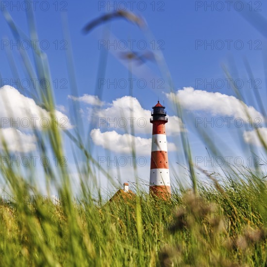 View through grasses to lighthouse Westerheversand, Westerhever, Eiderstedt, Nordfriesland,