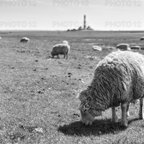 Sheep grazing, Westerheversand lighthouse on the horizon, monochrome, Westerhever, Eiderstedt,
